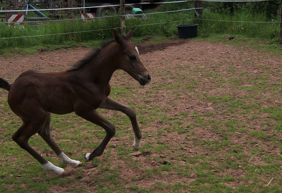 Trakehner Stutfohlen von Saint Cyr u.d. Wonderful Sunshine xx, Foto: Claudia Lenhart