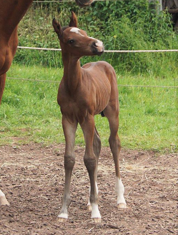 Trakehner Stutfohlen von Saint Cyr u.d. Wonderful Sunshine xx, Foto: Claudia Lenhart