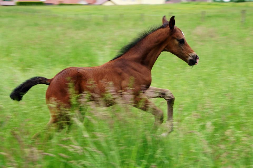 Trakehner Stutfohlen von Saint Cyr u.d. Wonderful Sunshine xx, Foto: Claudia Lenhart
