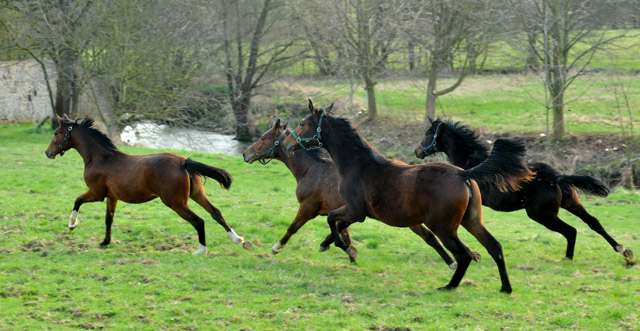 Unsere Jhrlinge - Foto: Beate Langels - Trakehner Gestt Hmelschenburg