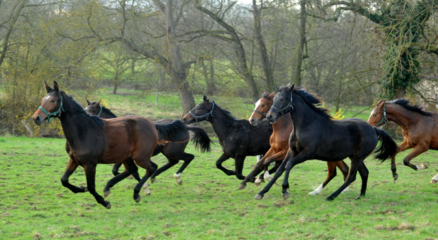 Unsere Jhrlinge - vorn: Schwalbenlicht und Valerija - Foto: Beate Langels - Trakehner Gestt Hmelschenburg