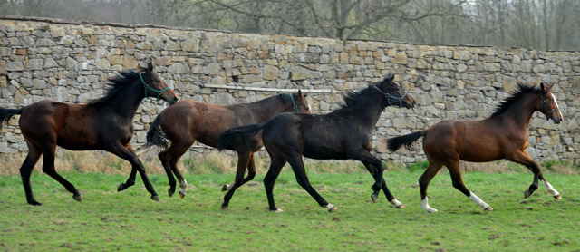 Unsere Jhrlinge - vorn Klassic Blue - Foto: Beate Langels - Trakehner Gestt Hmelschenburg
