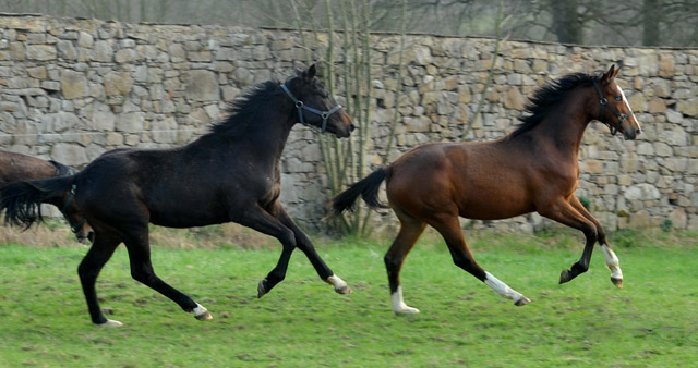 Jhrlinge: vorn Klassic Blue v. Singolo, gefolgt von einem Oldenburger Hengst von Symont u.d. Beloved v. Kostolany - Foto: Beate Langels - Trakehner Gestt Hmelschenburg