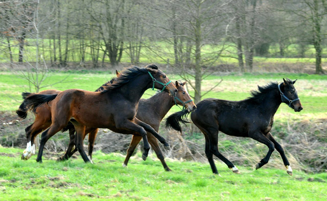 Unsere Jhrlinge - Foto: Beate Langels - Trakehner Gestt Hmelschenburg