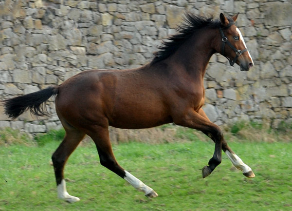 Klassic Blue von Singolo u.d. Pr. u. StPrSt. Klassic v. Freudenfest - Foto: Beate Langels - Trakehner Gestt Hmelschenburg