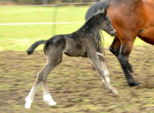 wenige Stunden alt: Trakehner Rapphengst von Saint Cyr u.d. Rubina v. Tycoon - Foto: Beate Langels - Trakehner Gestt Hmelschenburg