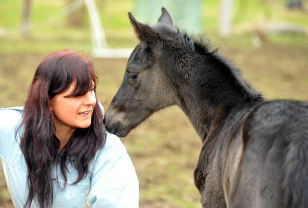 wenige Stunden alt: Trakehner Rapphengst von Saint Cyr u.d. Rubina v. Tycoon - Foto: Beate Langels - Trakehner Gestt Hmelschenburg