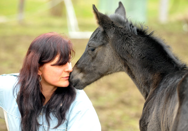 wenige Stunden alt: Trakehner Rapphengst von Saint Cyr u.d. Rubina v. Tycoon - Foto: Beate Langels - Trakehner Gestt Hmelschenburg