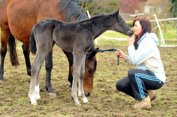 wenige Stunden alt: Trakehner Rapphengst von Saint Cyr u.d. Rubina v. Tycoon - Foto: Beate Langels - Trakehner Gestt Hmelschenburg