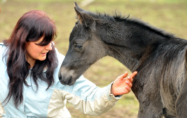 wenige Stunden alt: Trakehner Rapphengst von Saint Cyr u.d. Rubina v. Tycoon - Foto: Beate Langels - Trakehner Gestt Hmelschenburg