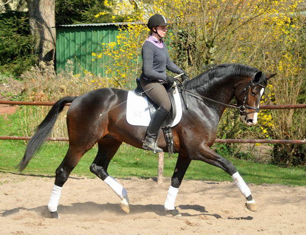 3year old Trakehner Stallion GRAND CORAZON by Symont  out of. Pr.a.StPrSt. Guendalina by Red Patrick xx Foto: Beate Langels - Trakehner Gestt Hmelschenburg