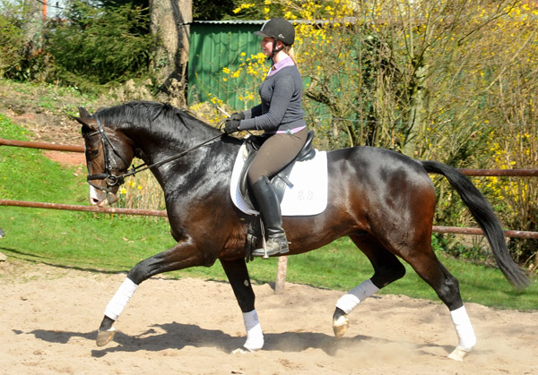 3year old Trakehner Stallion GRAND CORAZON by Symont  out of. Pr.a.StPrSt. Guendalina by Red Patrick xx Foto: Beate Langels - Trakehner Gestt Hmelschenburg