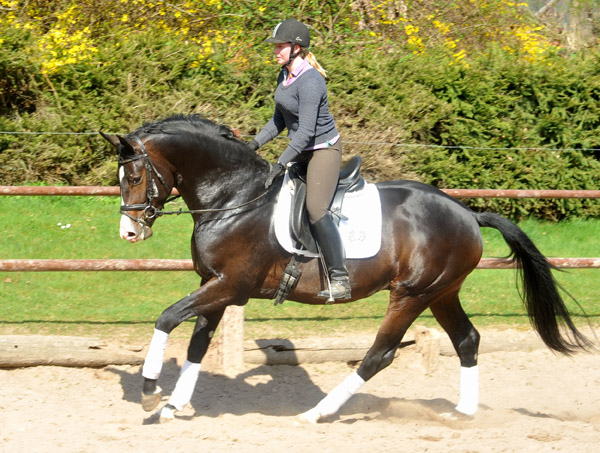 3year old Trakehner Stallion GRAND CORAZON by Symont  out of. Pr.a.StPrSt. Guendalina by Red Patrick xx Foto: Beate Langels - Trakehner Gestt Hmelschenburg