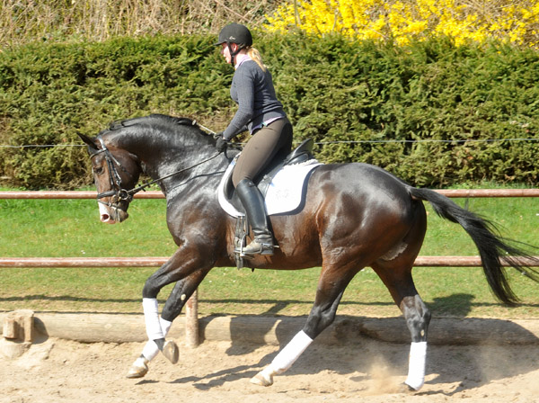 3year old Trakehner Stallion GRAND CORAZON by Symont  out of. Pr.a.StPrSt. Guendalina by Red Patrick xx Foto: Beate Langels - Trakehner Gestt Hmelschenburg