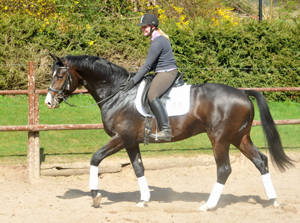 3jhriger Trakehner Hengst GRAND CORAZON von Symont u.d. Pr.u.StPrSt. Guendalina v. Red Patrick xx Foto: Beate Langels - Trakehner Gestt Hmelschenburg