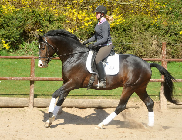 3jhriger Trakehner Hengst GRAND CORAZON von Symont u.d. Pr.u.StPrSt. Guendalina v. Red Patrick xx Foto: Beate Langels - Trakehner Gestt Hmelschenburg