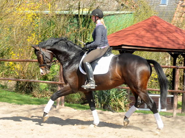 3year old Trakehner Stallion GRAND CORAZON by Symont  out of. Pr.a.StPrSt. Guendalina by Red Patrick xx Foto: Beate Langels - Trakehner Gestt Hmelschenburg