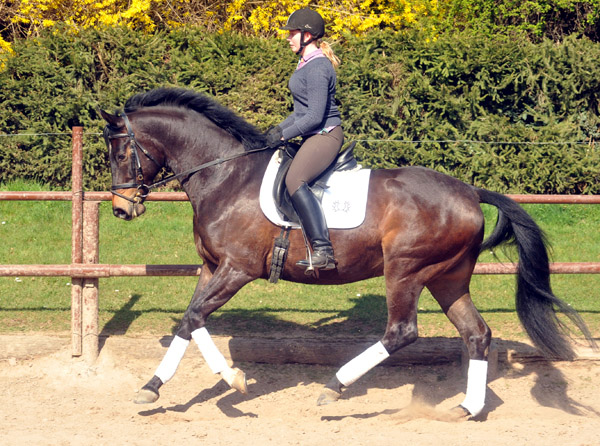 4jhriger Trakehner Wallach von Meraldik u.d. Schwalbenflair v. Exclusiv - Foto: Beate Langels - Trakehner Gestt Hmelschenburg