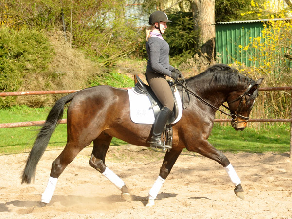 4jhriger Trakehner Wallach von Meraldik u.d. Schwalbenflair v. Exclusiv - Foto: Beate Langels - Trakehner Gestt Hmelschenburg