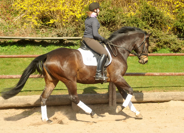 4year old Trakehner by Meraldik out of Schwalbenflair by Exclusiv - Foto: Beate Langels - Trakehner Gestt Hmelschenburg