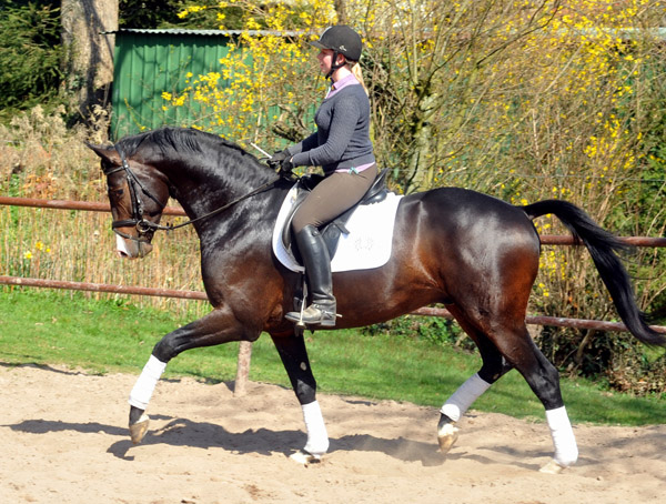 3year old Trakehner Stallion GRAND CORAZON by Symont  out of. Pr.a.StPrSt. Guendalina by Red Patrick xx Foto: Beate Langels - Trakehner Gestt Hmelschenburg