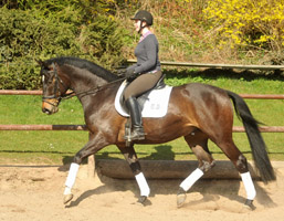 Trakehner von Meraldik u.d. Schwalbenflair v. Exclusiv