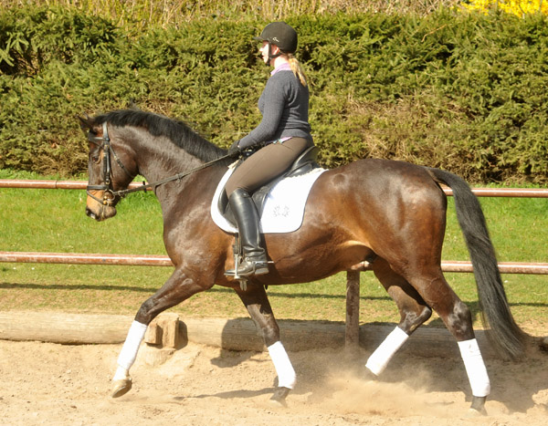 4jhriger Trakehner Wallach von Meraldik u.d. Schwalbenflair v. Exclusiv - Foto: Beate Langels - Trakehner Gestt Hmelschenburg