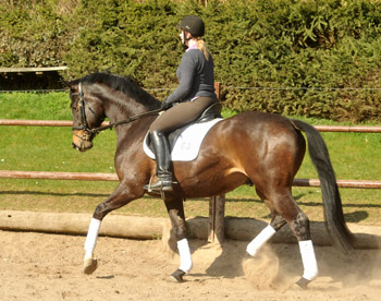 4year old Trakehner by Meraldik out of Schwalbenflair by Exclusiv - Foto: Beate Langels - Trakehner Gestt Hmelschenburg