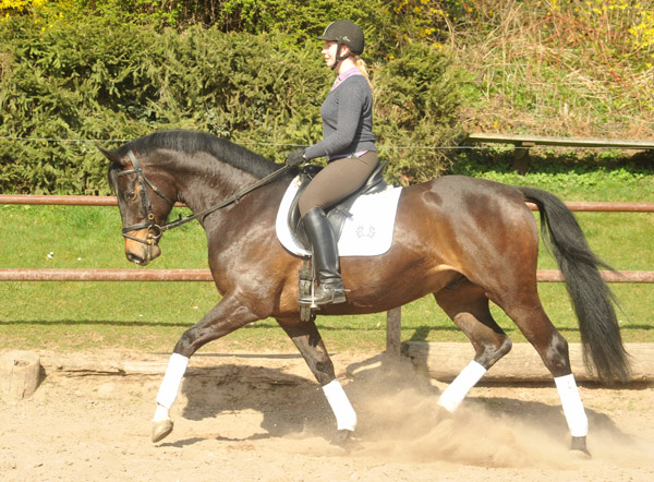 4jhriger Trakehner Wallach von Meraldik u.d. Schwalbenflair v. Exclusiv - Foto: Beate Langels - Trakehner Gestt Hmelschenburg