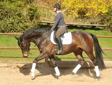 4year old Trakehner by Meraldik out of Schwalbenflair by Exclusiv - Foto: Beate Langels - Trakehner Gestt Hmelschenburg