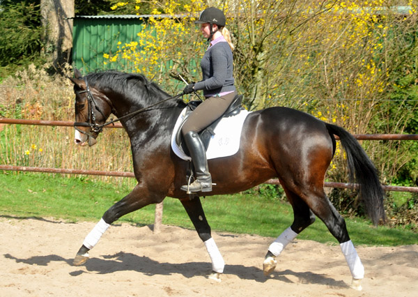 3year old Trakehner Stallion GRAND CORAZON by Symont  out of. Pr.a.StPrSt. Guendalina by Red Patrick xx Foto: Beate Langels - Trakehner Gestt Hmelschenburg