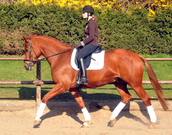 5jhriger Trakehner RIVERGOLD von Freudenfest x Tycoon - Foto: Beate Langels - Trakehner Gestt Hmelschenburg