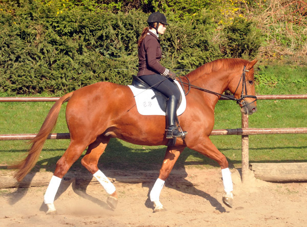 5jhriger Trakehner RIVERGOLD von Freudenfest x Tycoon - Foto: Beate Langels - Trakehner Gestt Hmelschenburg