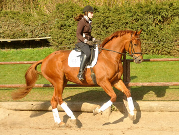 5year old Trakehner Gelding RIVERGOLD by Freudenfest x Tycoon - Foto: Beate Langels - Trakehner Gestt Hmelschenburg