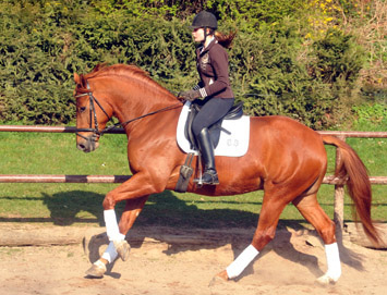 5year old Trakehner Gelding RIVERGOLD by Freudenfest x Tycoon - Foto: Beate Langels - Trakehner Gestt Hmelschenburg