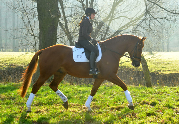 5year old Trakehner Gelding RIVERGOLD by Freudenfest x Tycoon - Foto: Beate Langels - Trakehner Gestt Hmelschenburg