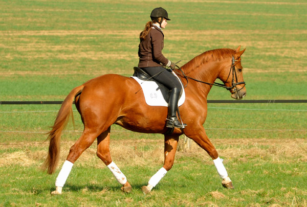 5jhriger Trakehner RIVERGOLD von Freudenfest x Tycoon - Foto: Beate Langels - Trakehner Gestt Hmelschenburg