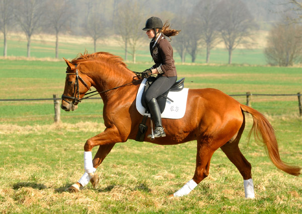 5year old Trakehner Gelding RIVERGOLD by Freudenfest x Tycoon - Foto: Beate Langels - Trakehner Gestt Hmelschenburg