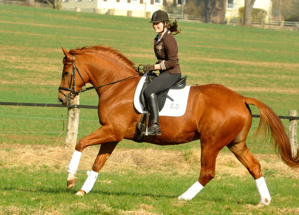 5jhriger Trakehner RIVERGOLD von Freudenfest x Tycoon - Foto: Beate Langels - Trakehner Gestt Hmelschenburg