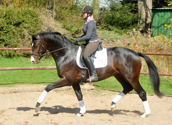 3year old Trakehner Stallion GRAND CORAZON by Symont  out of. Pr.a.StPrSt. Guendalina by Red Patrick xx Foto: Beate Langels - Trakehner Gestt Hmelschenburg