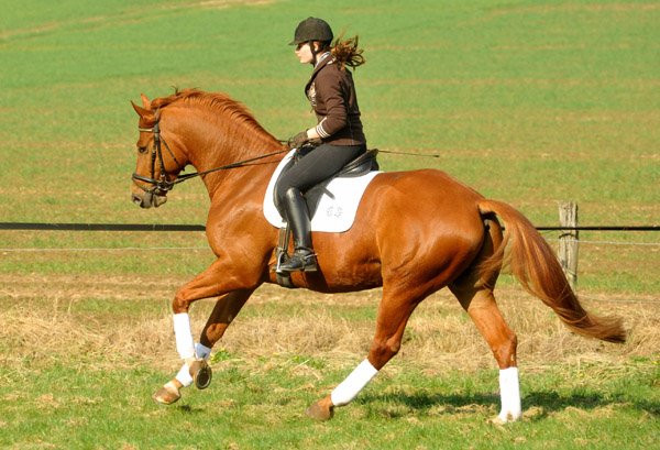 5jhriger Trakehner RIVERGOLD von Freudenfest x Tycoon - Foto: Beate Langels - Trakehner Gestt Hmelschenburg