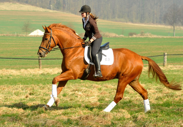 5jhriger Trakehner RIVERGOLD von Freudenfest x Tycoon - Foto: Beate Langels - Trakehner Gestt Hmelschenburg