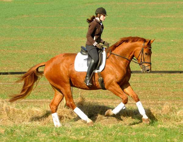 5year old Trakehner Gelding RIVERGOLD by Freudenfest x Tycoon - Foto: Beate Langels - Trakehner Gestt Hmelschenburg