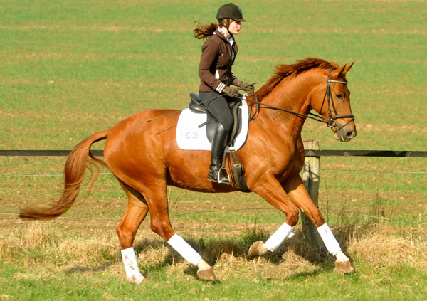 5year old Trakehner Gelding RIVERGOLD by Freudenfest x Tycoon - Foto: Beate Langels - Trakehner Gestt Hmelschenburg