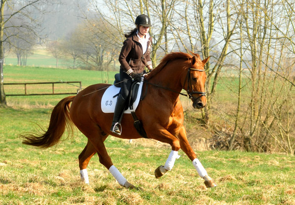 5jhriger Trakehner RIVERGOLD von Freudenfest x Tycoon - Foto: Beate Langels - Trakehner Gestt Hmelschenburg