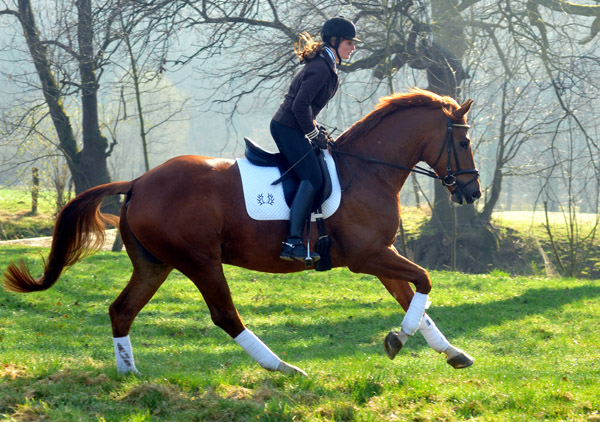 5year old Trakehner Gelding RIVERGOLD by Freudenfest x Tycoon - Foto: Beate Langels - Trakehner Gestt Hmelschenburg