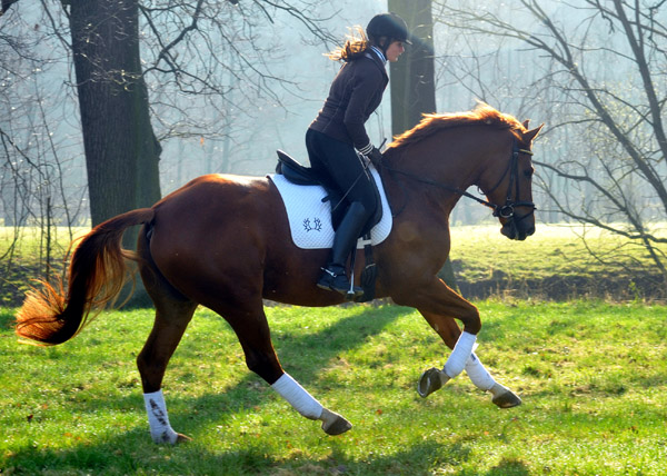 5year old Trakehner Gelding RIVERGOLD by Freudenfest x Tycoon - Foto: Beate Langels - Trakehner Gestt Hmelschenburg