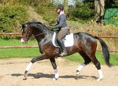 3j�hriger Trakehner Hengst GRAND CORAZON von Symont u.d. Pr.u.StPrSt. Guendalina v. Red Patrick xx Foto: Beate Langels - Trakehner Gest�t H�melschenburg