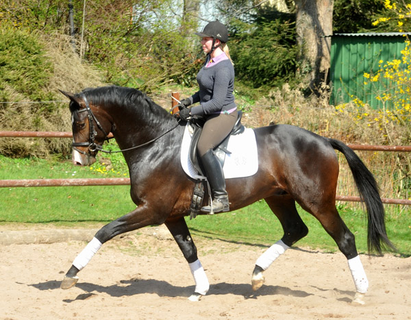 3year old Trakehner Stallion GRAND CORAZON by Symont  out of. Pr.a.StPrSt. Guendalina by Red Patrick xx Foto: Beate Langels - Trakehner Gestt Hmelschenburg