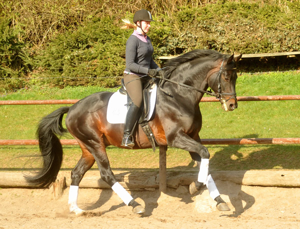 Trakehner Prmienhengst OLIVER TWIST von Monteverdi - Sixtus - Consul, Foto: Beate Langels - Trakehner Gestt Hmelschenburg